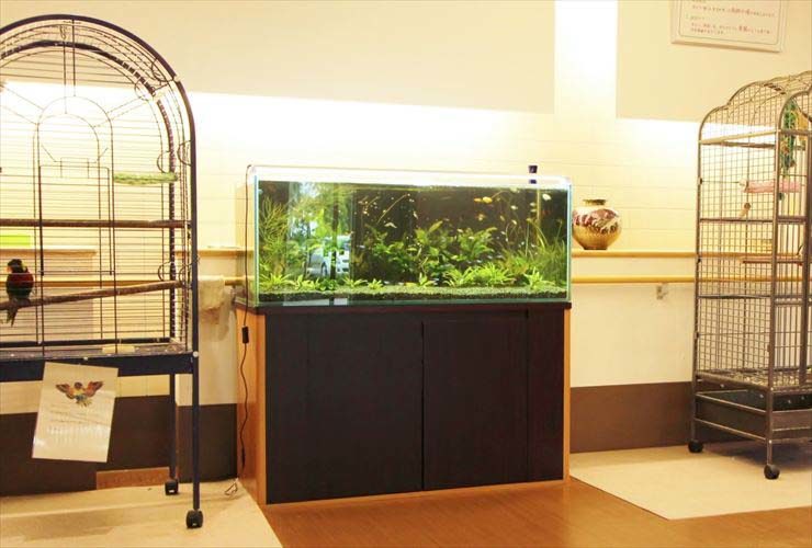 千葉県八街市 老人ホーム 120cm淡水魚水槽レンタル事例 水槽画像３
