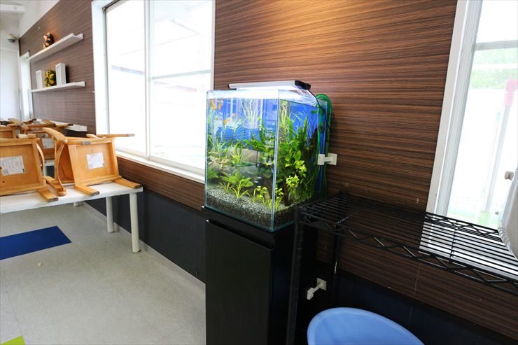 立川市  保育園  30cm淡水魚水槽  設置事例 水槽画像２