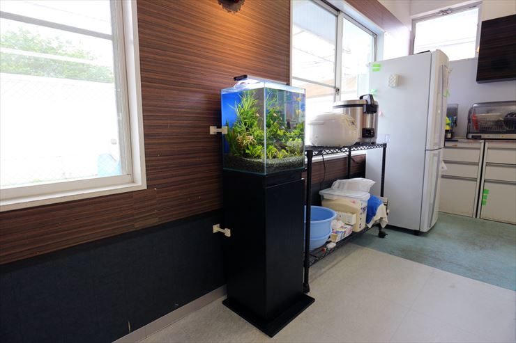 立川市  保育園  30cm淡水魚水槽  設置事例 水槽画像３