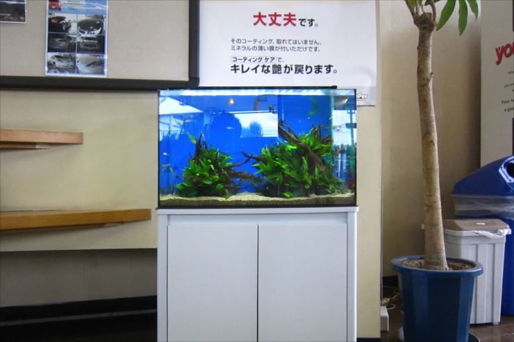 企業様  60cm淡水魚水槽  設置事例 水槽画像２