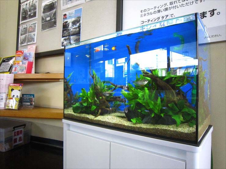 企業様  60cm淡水魚水槽  設置事例 水槽画像３