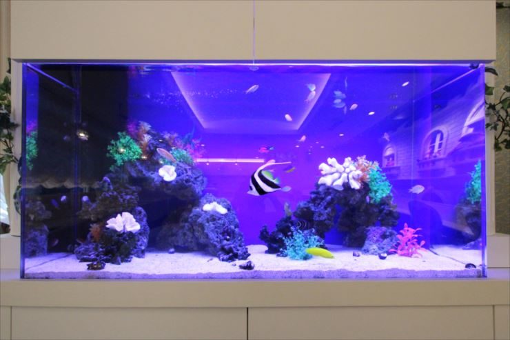 東京都豊島区 飲食店様  120cm海水魚水槽レンタル事例 水槽画像３