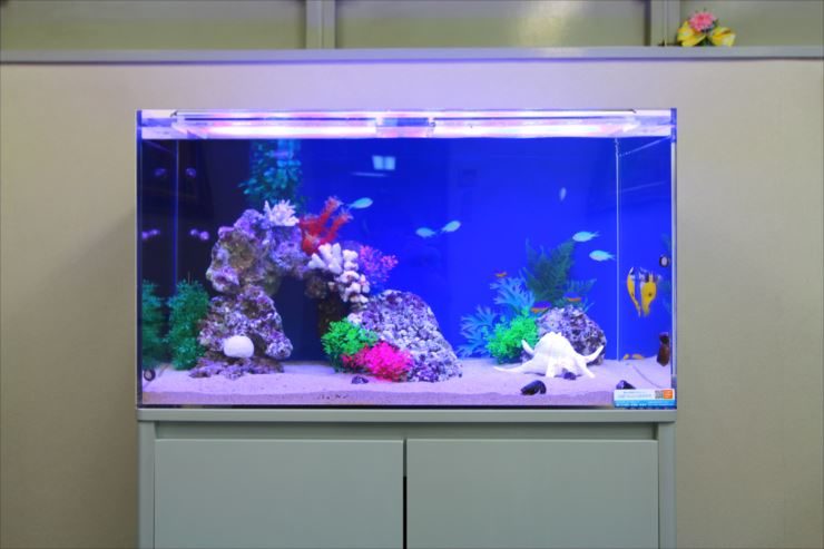 東京都豊島区 企業様  90cm海水魚水槽  設置事例 水槽画像２