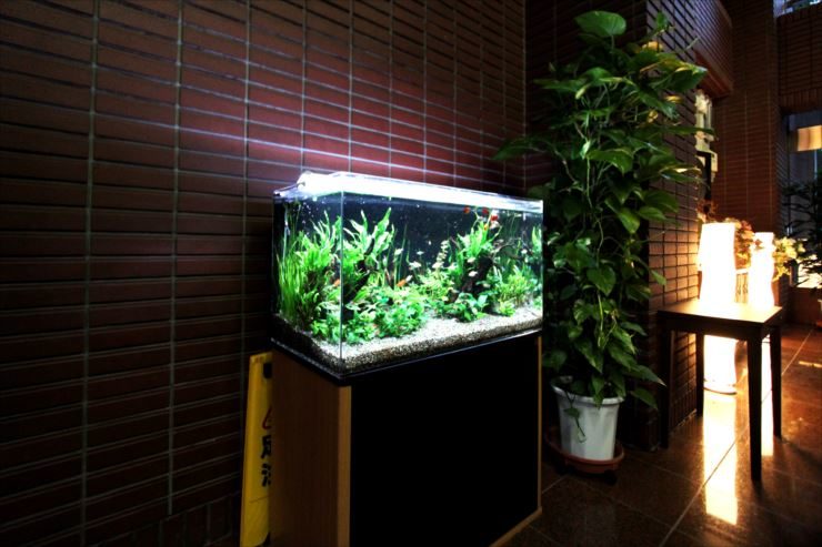 東京都豊島区 企業様  90cm淡水魚水槽レンタル 設置事例 水槽画像２