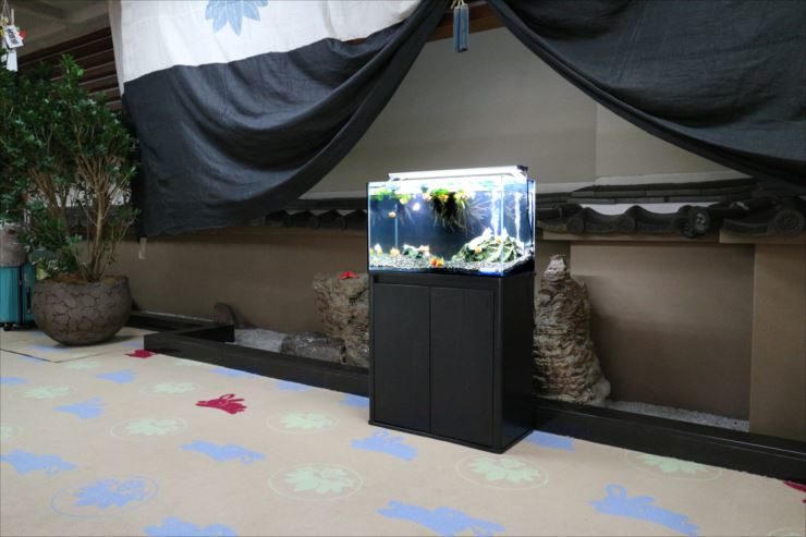 旅館のロビーに短期設置　 60cm金魚水槽レンタル事例 水槽画像３