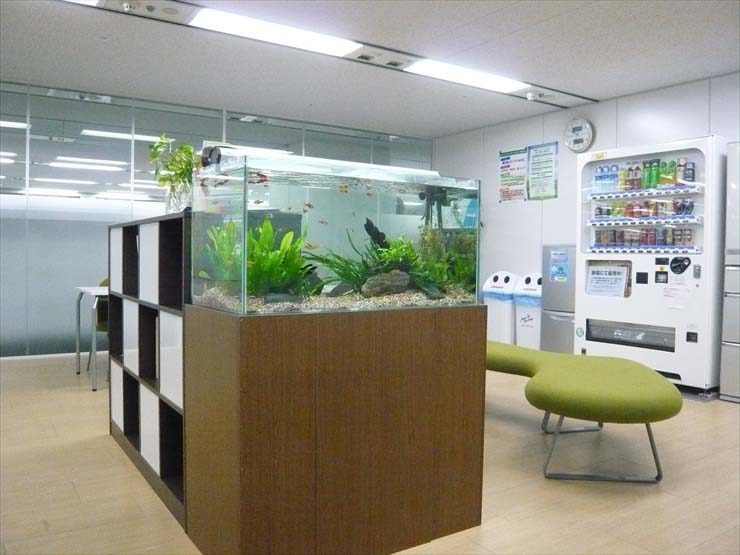 神奈川県川崎市 企業様  90cm淡水魚水槽  レンタル事例 水槽画像１