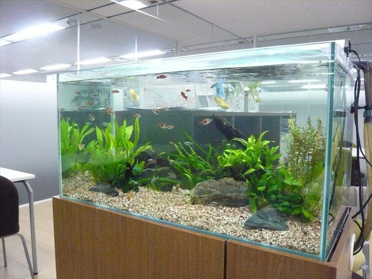神奈川県川崎市 企業様  90cm淡水魚水槽  レンタル事例 水槽画像３