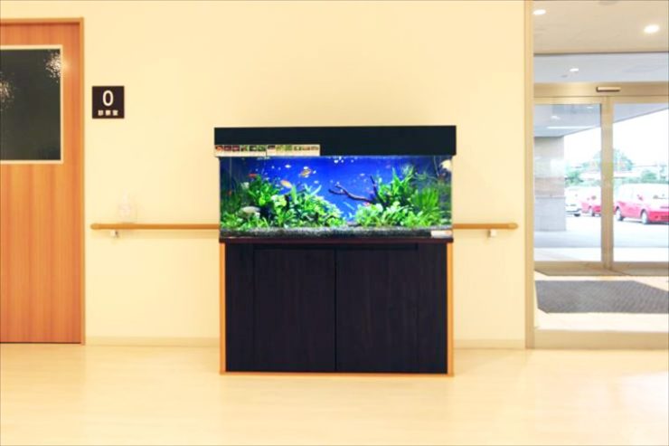 千葉県白井市　医療施設に設置　アクアリウム（120cm淡水魚水槽）のレンタル事例 水槽画像２