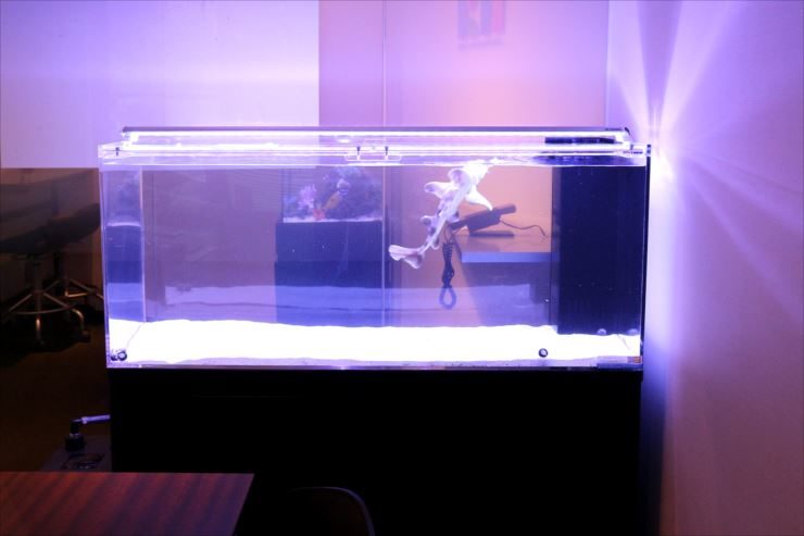 新宿区　オフィス　120cmネコザメ水槽　設置事例 水槽画像２