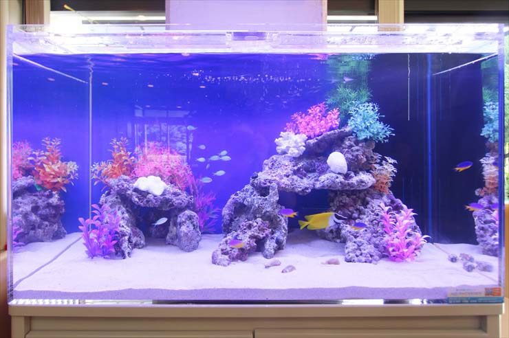 府中市　オフィス事務所　90cm海水魚水槽　設置事例 水槽画像２