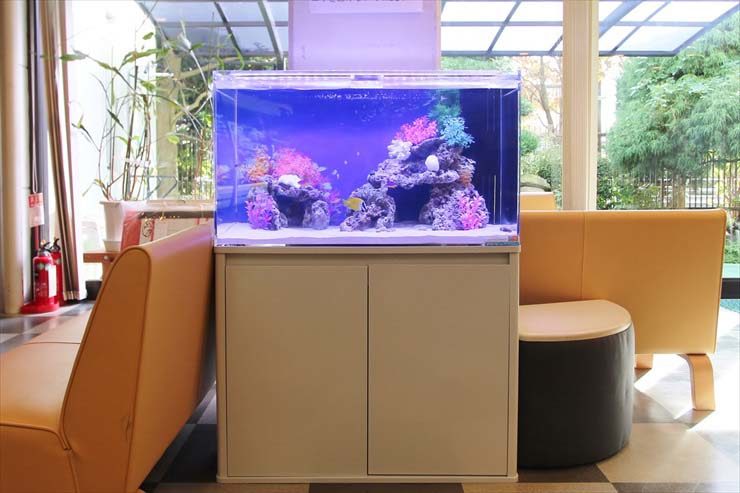 府中市　オフィス事務所　90cm海水魚水槽　設置事例 水槽画像３