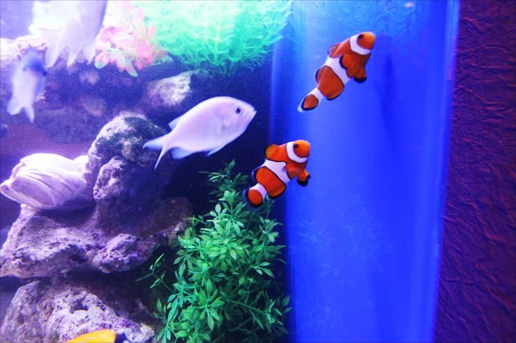 神奈川県　川崎市　飲食店内に設置　90cm海水魚水槽事例 水槽画像３