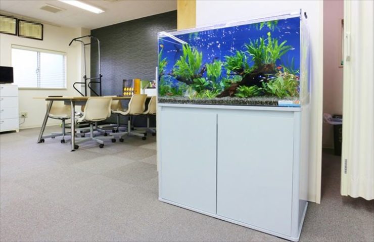 オフィスに設置　水草アクアリウム（淡水魚水槽）のレンタル事例 水槽画像３