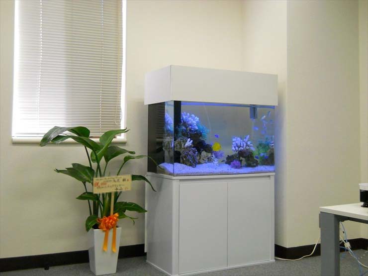 東京都新宿区 企業様  90cm海水魚水槽  水槽レンタル事例 お引越し 水槽画像１