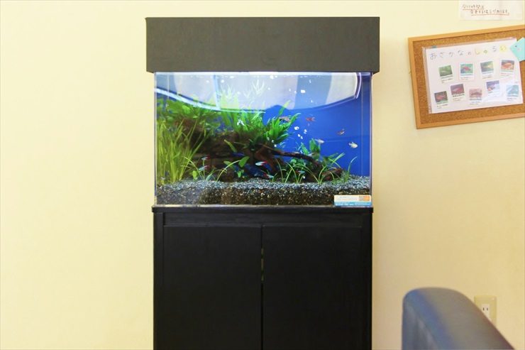 神奈川県 耳鼻咽喉科の待合室 60cm淡水魚水槽レンタル事例 水槽画像３