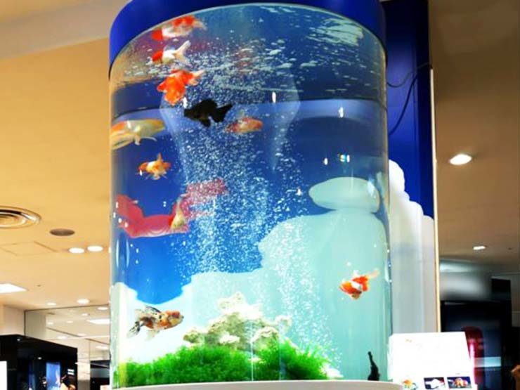 百貨店イベント　金魚の円柱水槽　水槽レンタル事例 水槽画像１