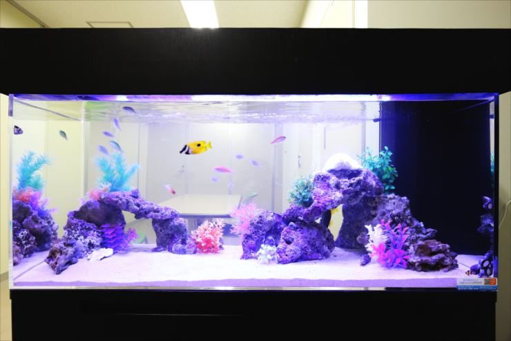 オフィスのミーティングスペースに設置　90cm海水魚水槽事例 水槽画像２