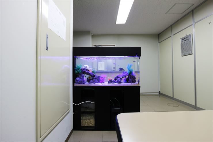 オフィスのミーティングスペースに設置　90cm海水魚水槽事例 水槽画像３