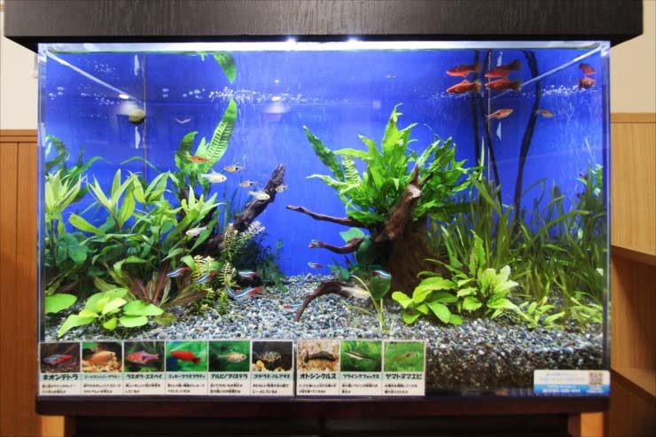 板橋区　保育園に設置　60cm淡水魚水槽 レンタル事例 水槽画像２