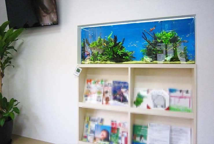 クリニックの待合室に設置　壁埋め込み型　淡水魚水槽　販売メンテナンス事例 水槽画像２