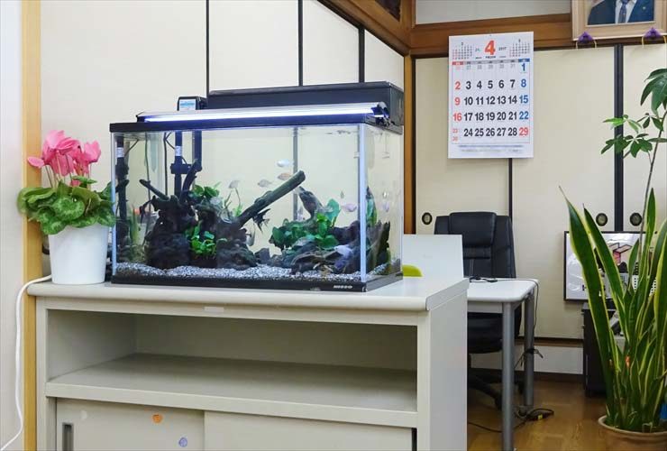 オフィス事務所に設置　両面仕様60cm淡水魚水槽事例 水槽画像３
