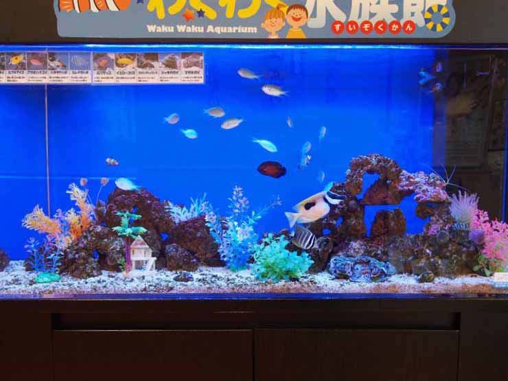 飲食店の待合室　カラフルな120cm海水魚水槽　設置事例 水槽画像２
