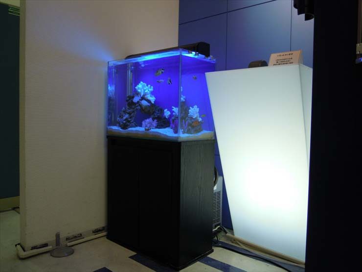 荒川区　企業様のエントランスに設置　 海水魚水槽　レンタル事例　 水槽画像２