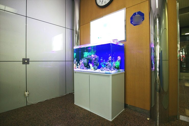 オフィスのエントランスに設置　アクアリウム（海水魚水槽）の事例 水槽画像２