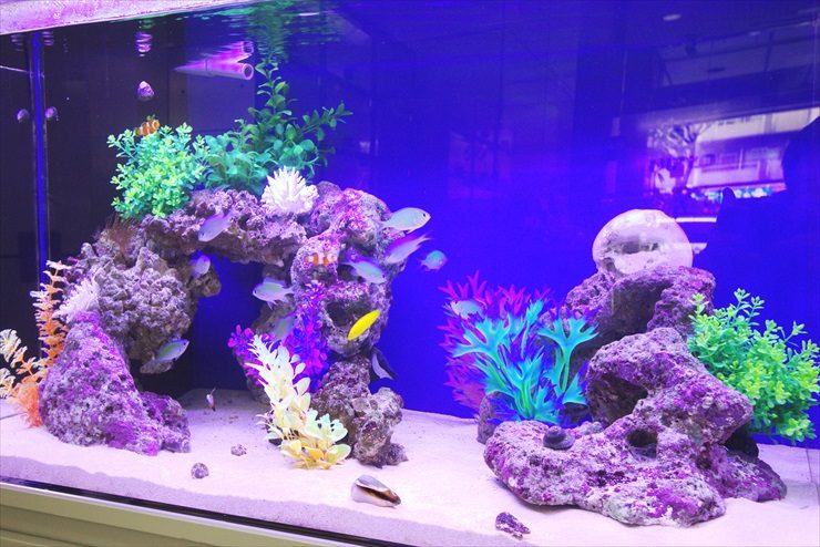オフィスのエントランスに設置　アクアリウム（海水魚水槽）の事例 水槽画像３