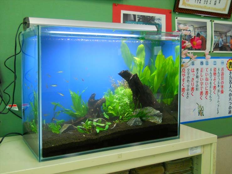 静岡県 校長室様  60cm淡水魚水槽  設置事例 水槽画像３
