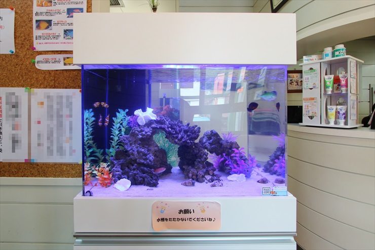 神奈川県横須賀市　歯科医院の待合室に設置　アクアリウム（海水魚水槽）のレンタル事例 水槽画像２