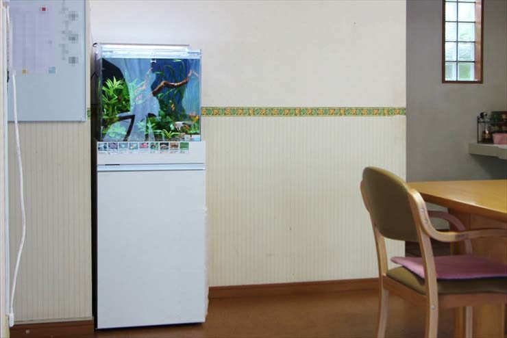 板橋区　住宅型有料老人ホームに設置　アクアリウム（45cm淡水魚水槽）の事例 水槽画像５