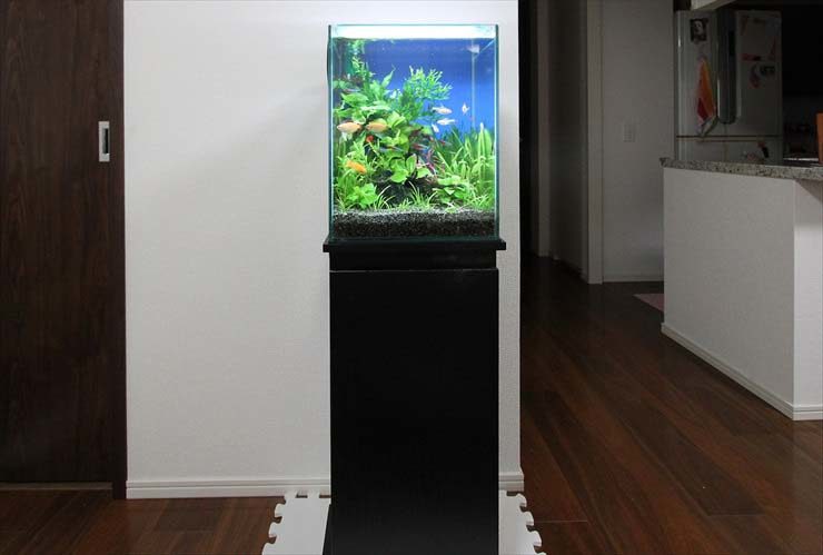 世田谷区 個人宅のリビング 水草アクアリウム(30cm淡水魚水槽)のレンタル事例 水槽画像２
