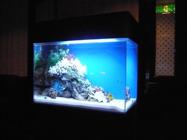東京都豊島区 飲食店様  90cm海水魚水槽  設置事例 水槽画像２