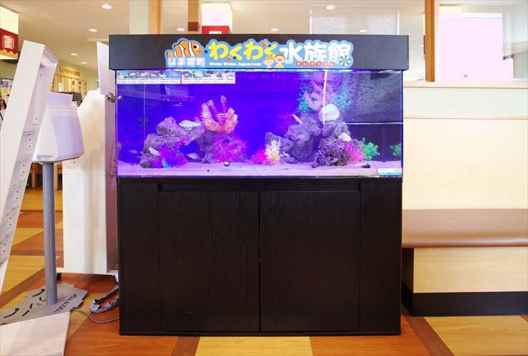回転寿司店の待合スペースに設置　わくわく水族館（120cm海水水槽）の事例 水槽画像２