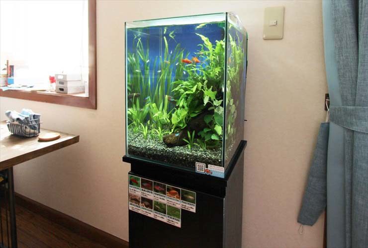 狛江市　個人宅　リビング 30cm淡水魚　お試し水槽設置事例 水槽画像３
