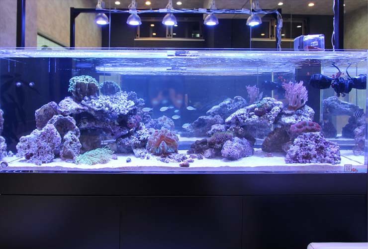 サンゴ水槽はled照明で管理しよう おすすめのled5選と夜間照明について 東京アクアガーデン