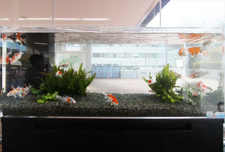 八王子市 大学内に設置 120cm淡水魚水槽 錦鯉水槽のレンタル事例 水槽画像３