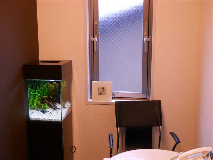 東京都渋谷区 企業様  30cm淡水魚水槽  レンタル事例 水槽画像１