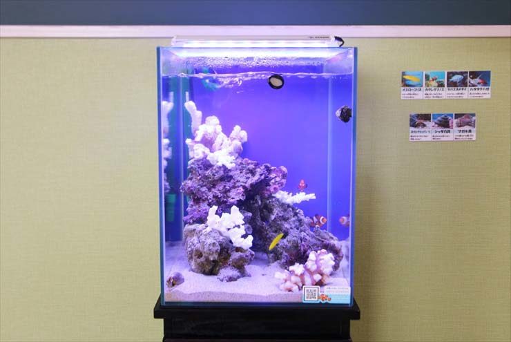 埼玉県　草加市　整形外科 30cm海水魚水槽　レンタル事例 水槽画像２