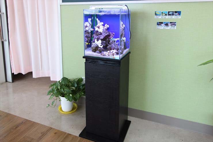 埼玉県　草加市　整形外科 30cm海水魚水槽　レンタル事例 水槽画像３