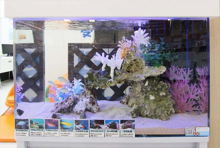 埼玉県　さいたま市　保険相談所　60cm海水魚水槽　設置事例 水槽画像２