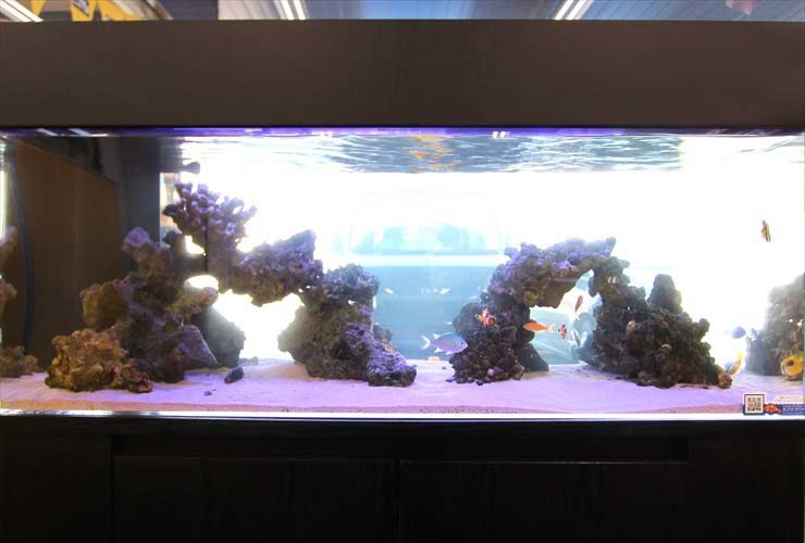 千葉県　千葉市　不動産　120cm海水魚水槽　設置事例 水槽画像３