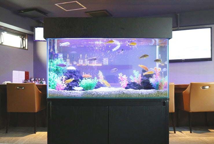 色鮮やかで魅力的な淡水魚　シクリッド水槽の設置事例をご紹介します 水槽画像２
