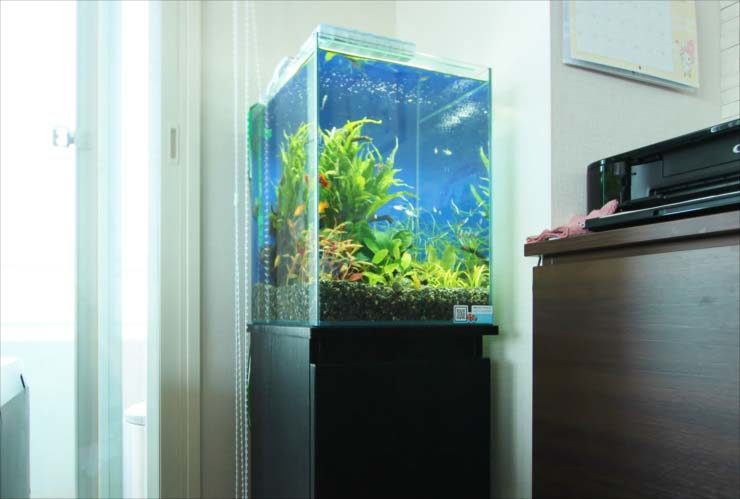 立川市　個人宅のリビング　30cm淡水魚水槽　お試し設置事例 水槽画像２