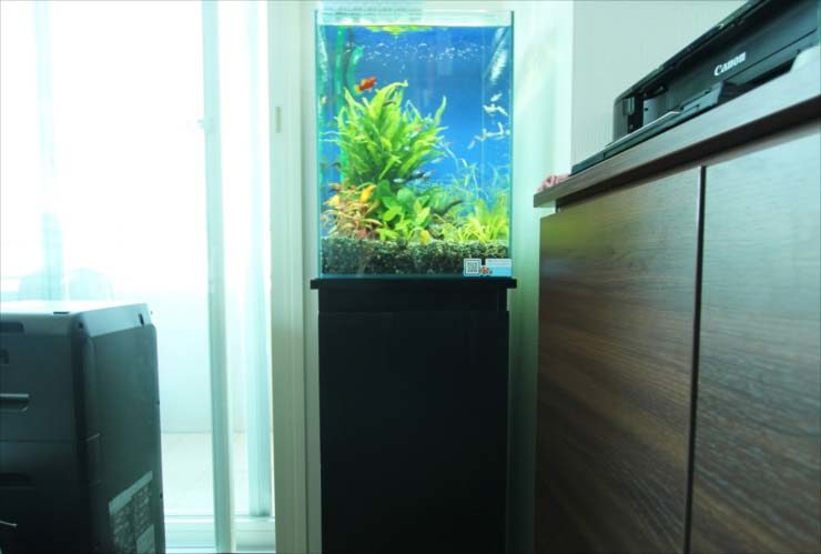立川市　個人宅のリビング　30cm淡水魚水槽　お試し設置事例 水槽画像３