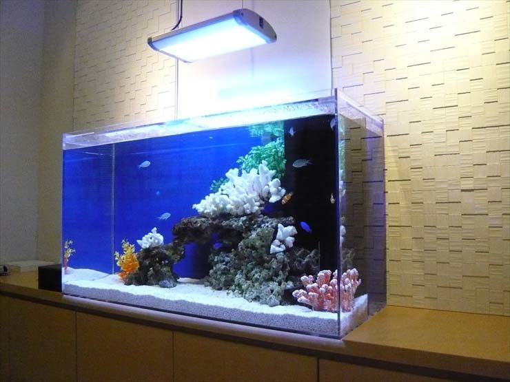 東京都世田谷区 クリニック様  90cm海水魚水槽  メンテナンス事例 水槽画像１