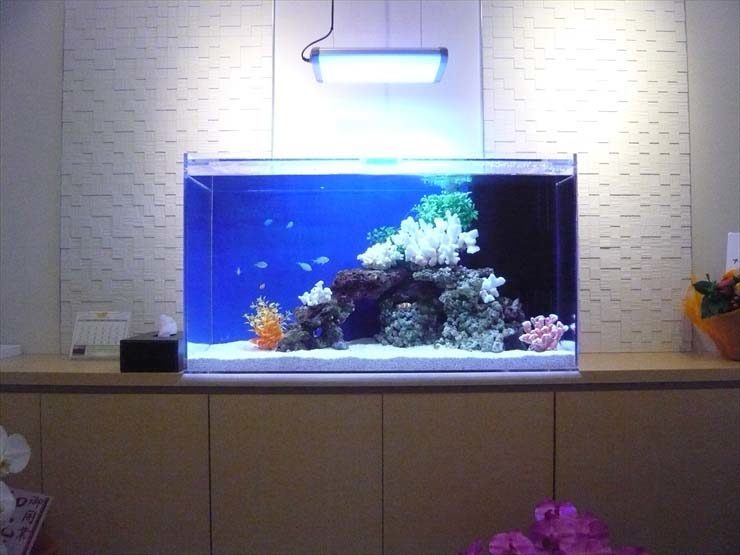 東京都世田谷区 クリニック様  90cm海水魚水槽  メンテナンス事例 水槽画像３