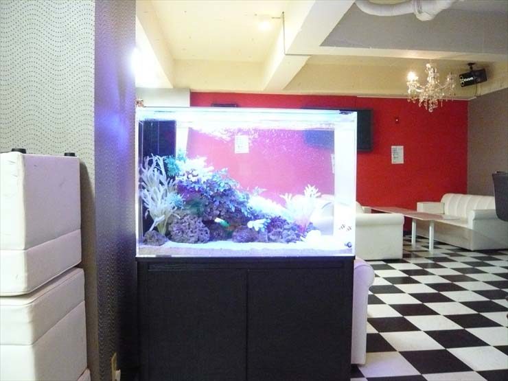 東京都中野区 飲食店様  90cm海水魚水槽  設置事例 水槽画像１
