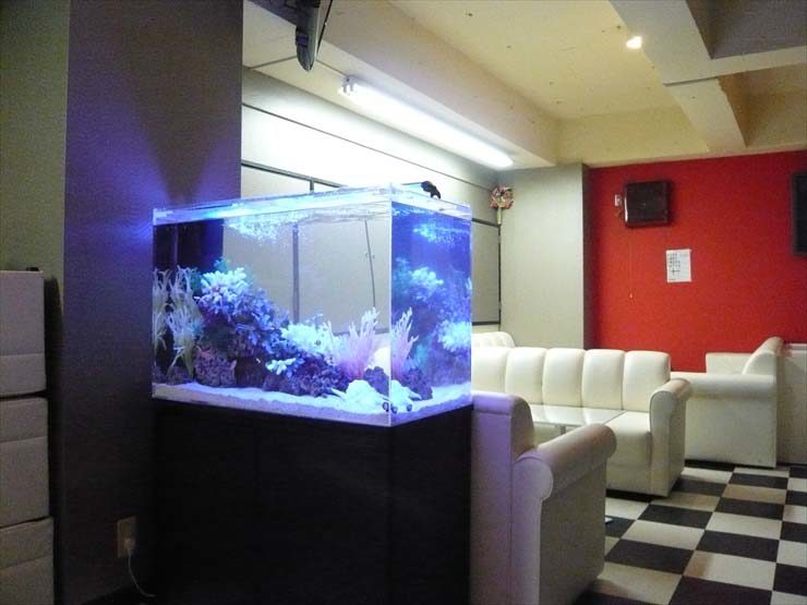 東京都中野区 飲食店様  90cm海水魚水槽  設置事例 水槽画像２